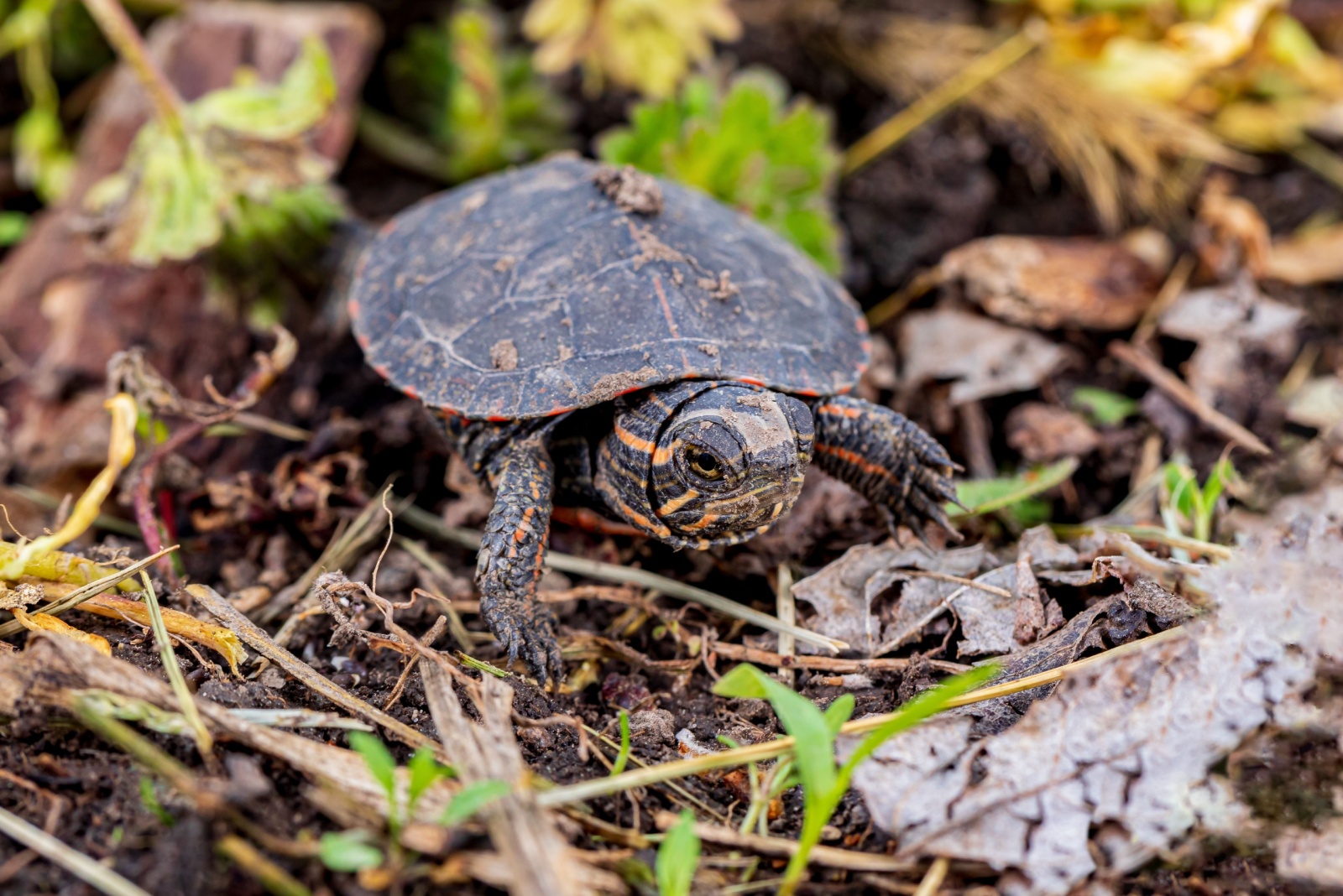 Painted turtle