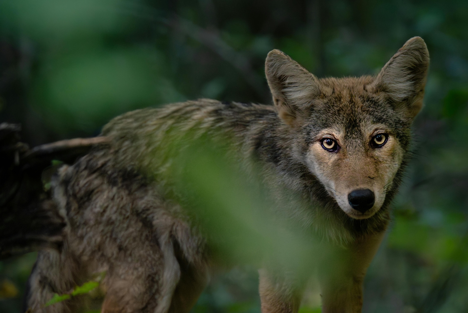 7 Things You Should Do If A Coyote Appears In Your Delaware Yard (And 4 To Avoid Completely)