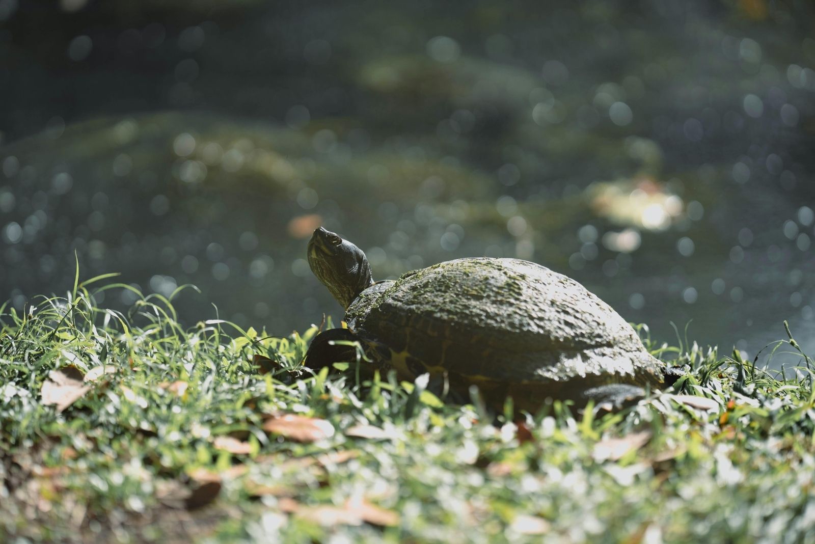 7 Things You Should Do If You Spot A Turtle In A Florida Yard