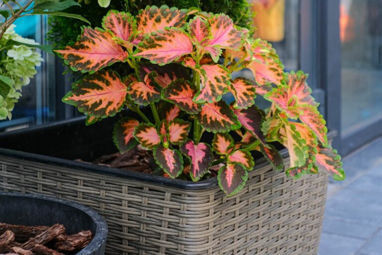 Colorful Container Garden with Coleus