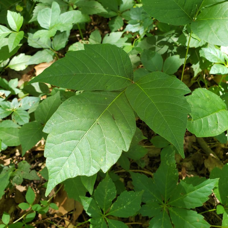 Learn to Spot Poison Ivy's Telltale Leaves