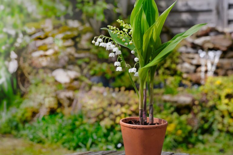 close up on beautiful sprig of fresh lily of valley blooming in a pot