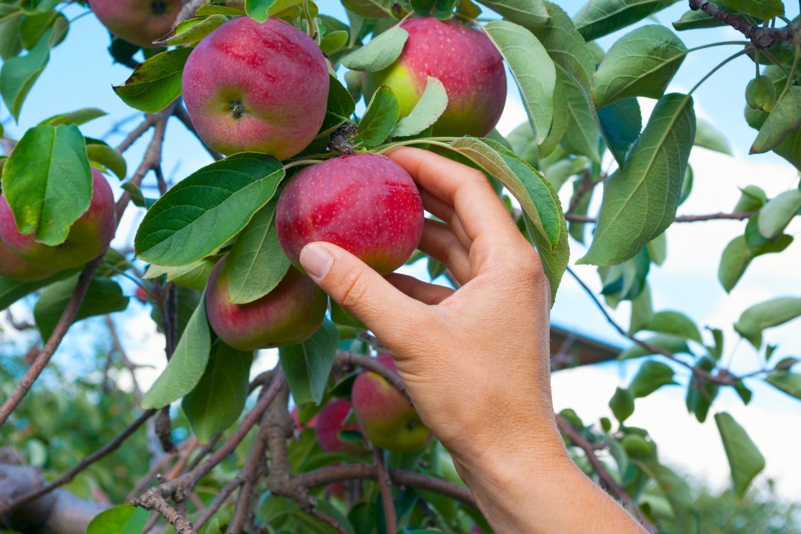 7 Tips Minnesota Gardeners Use To Pick Apples Perfectly Every Time