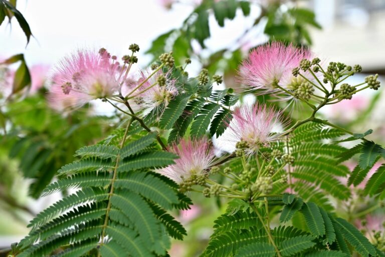 Mimosa Tree
