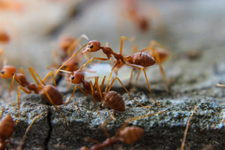 Fire ants (featured image)