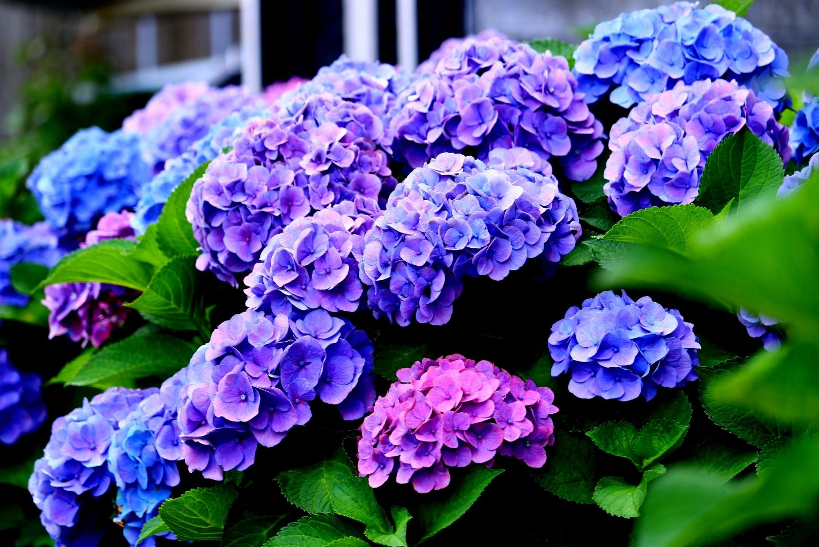 7 Urgent Hydrangea Tasks Maryland Gardeners Must Complete Before The Weather Turns
