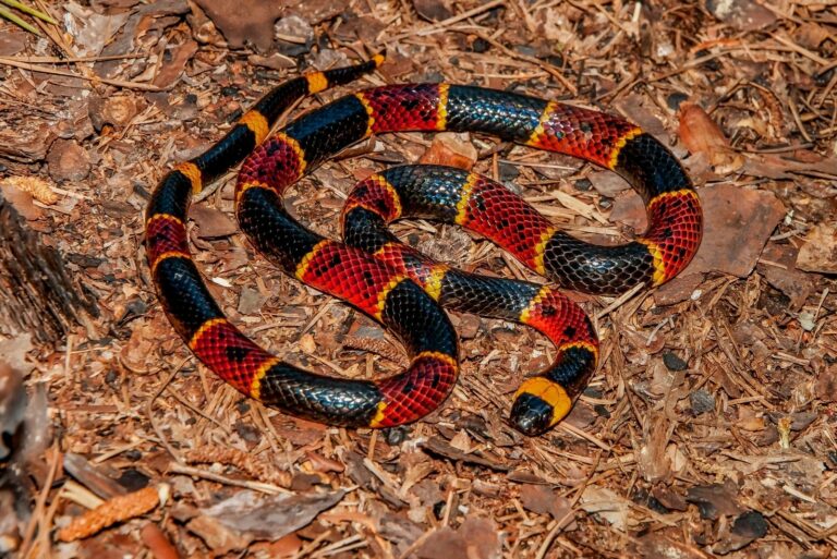 Eastern Coral Snake