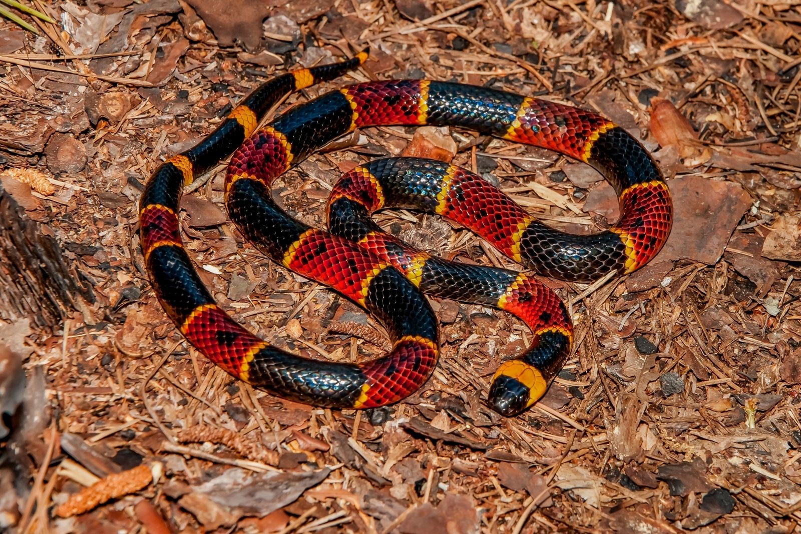 7 Venomous Creatures Every North Carolina Resident Should Know About