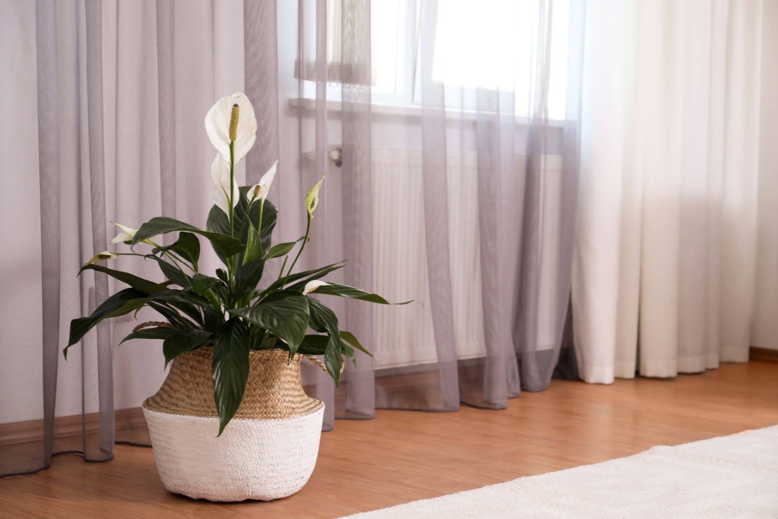 7 Ways Peace Lilies Purify The Air And Create A Calm Space In Hawaii Homes