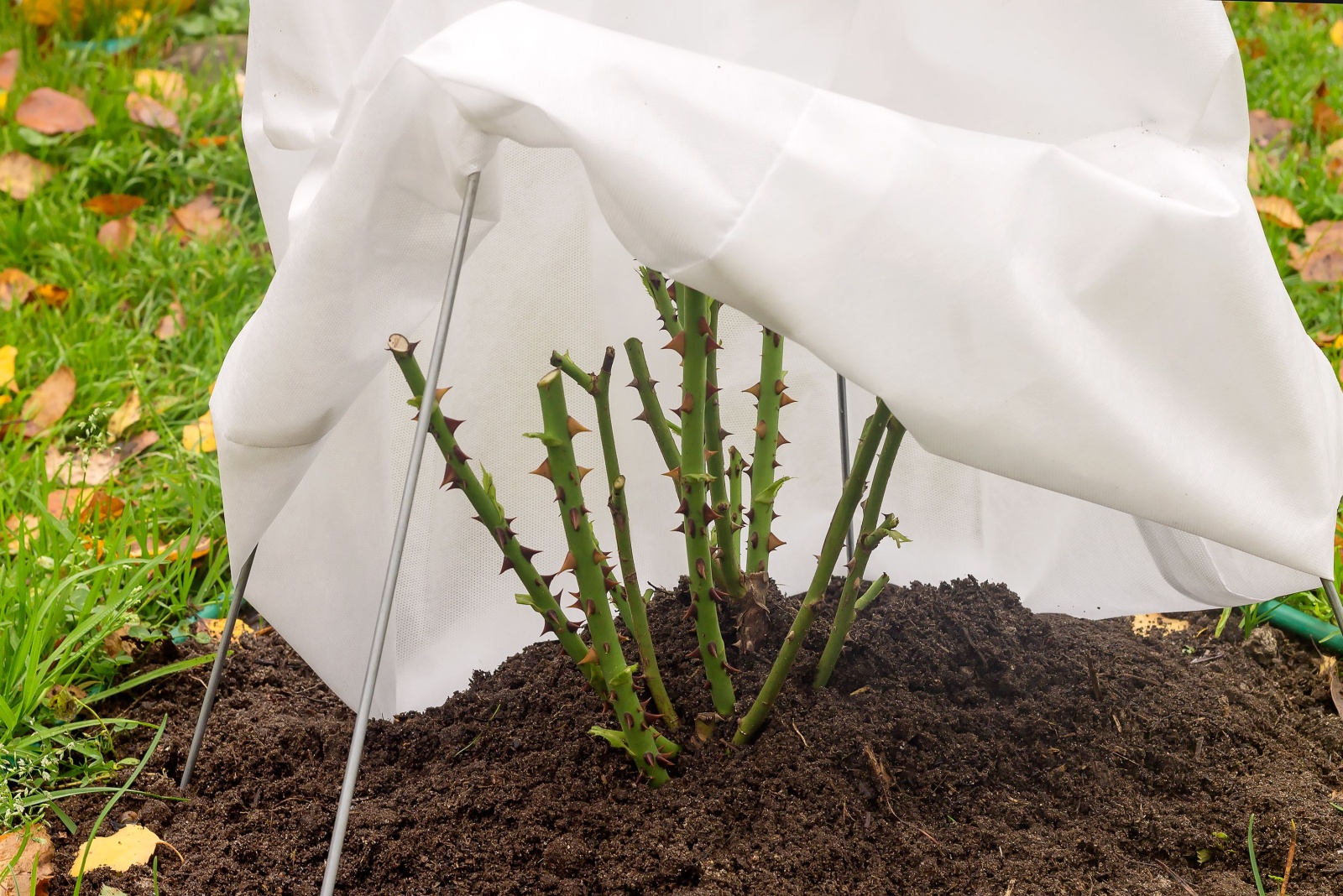 7 Ways To Protect Roses From Wind Rock During Harsh Michigan Winters