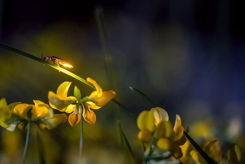 8. Invasive Plant Species Crowding Out Native Vegetation