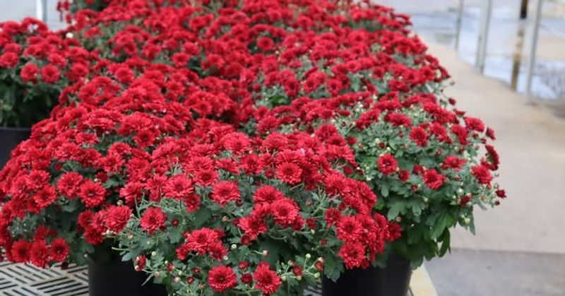 8. Space Plants For Air Circulation