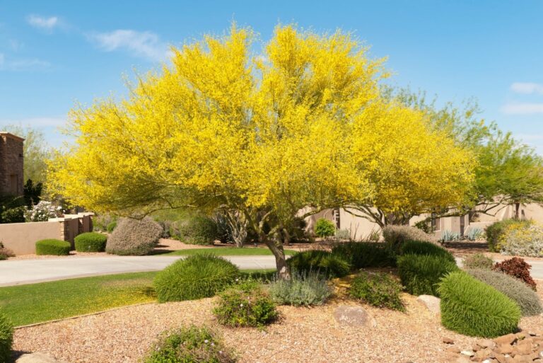 Palo Verde Tree in Bloom
