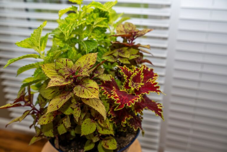 Beautiful coleus plant indoors