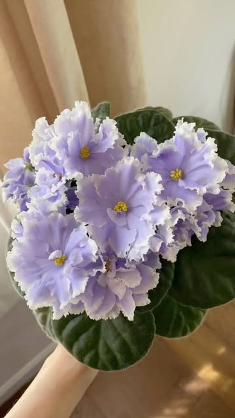 African Violet