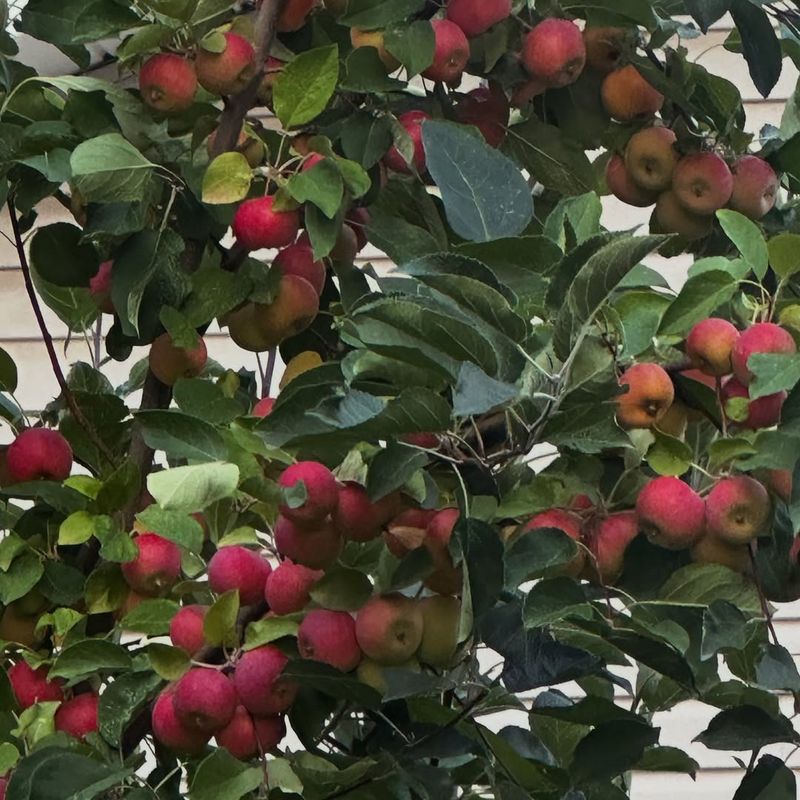 Apple Seeds