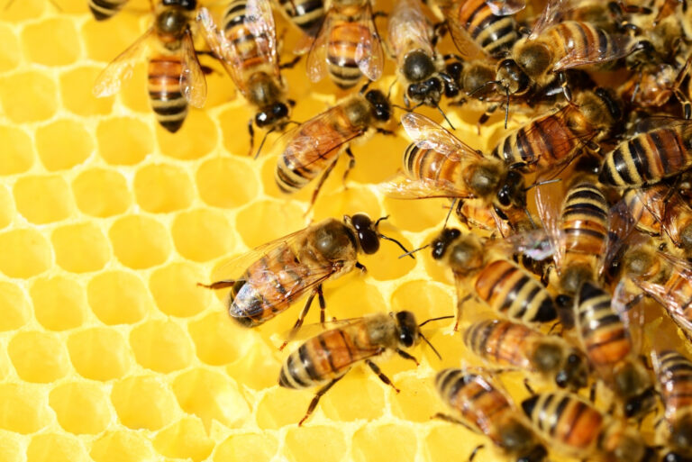 bees (featured image)