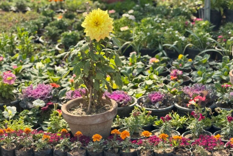 blooming chrysanthemum plants