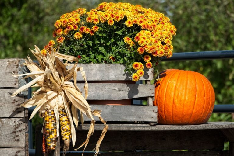 all Display with Mums and Pumpkin