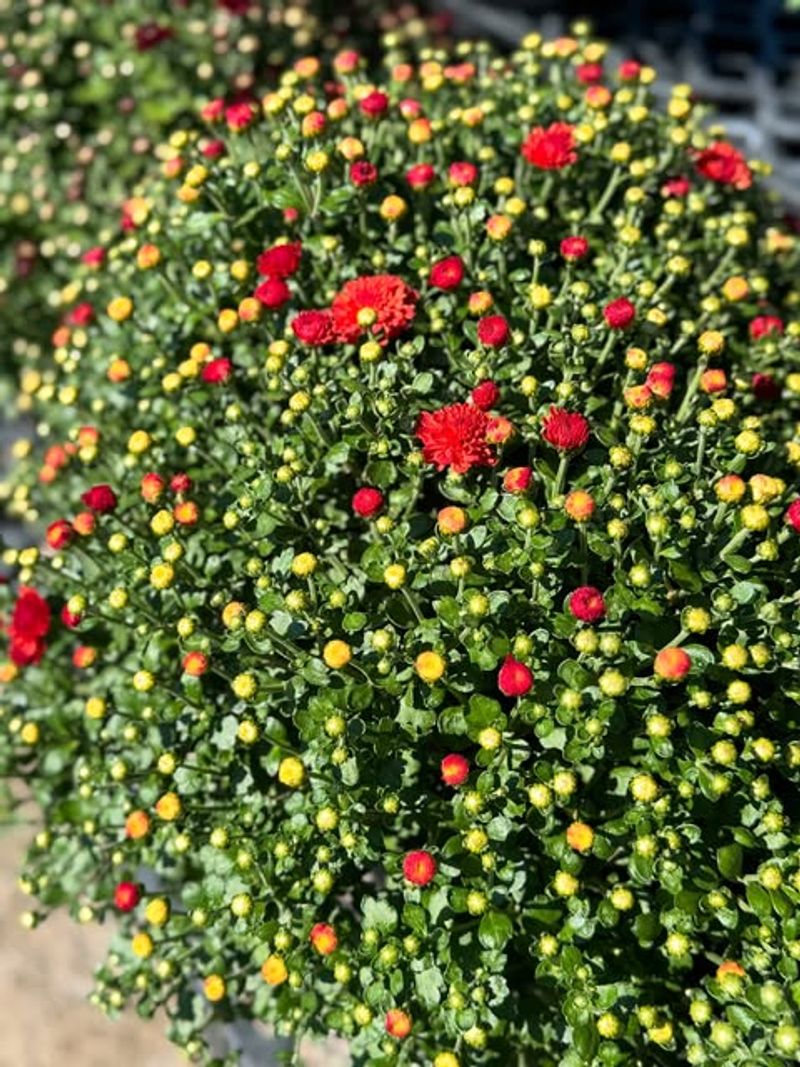 Choosing Mums That Are Already In Full Bloom
