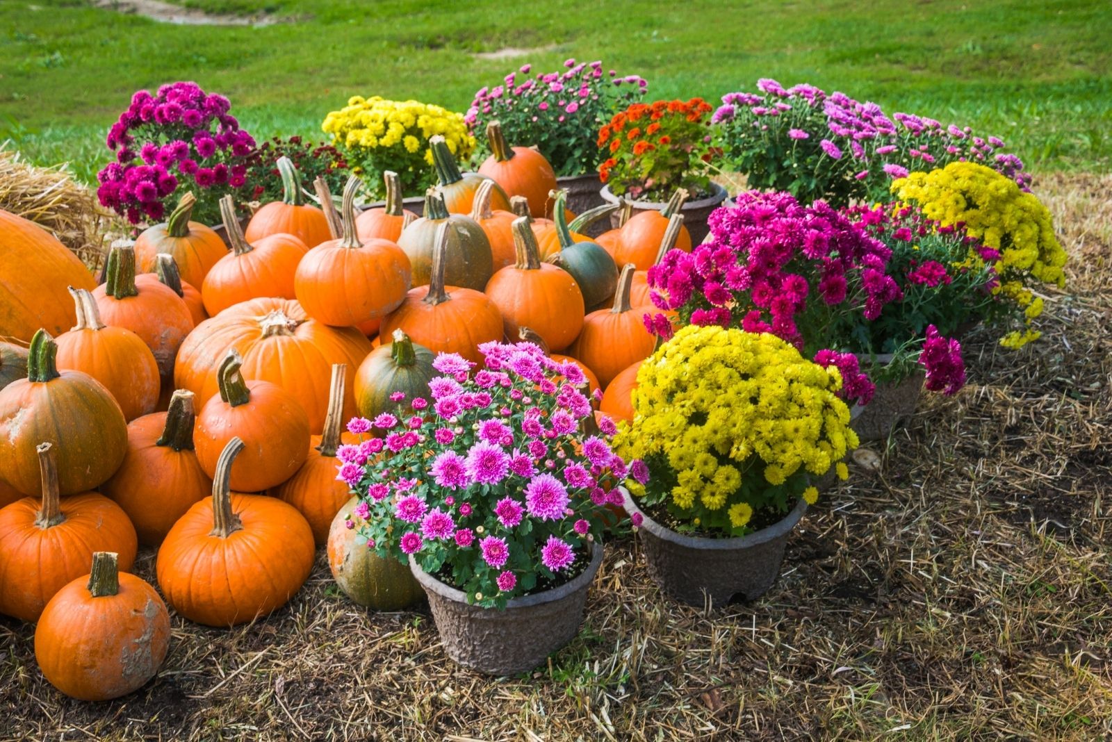 Pumpkins and Mums