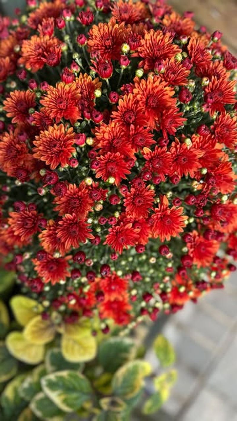 Choosing Mums That Are Already Fully Bloomed