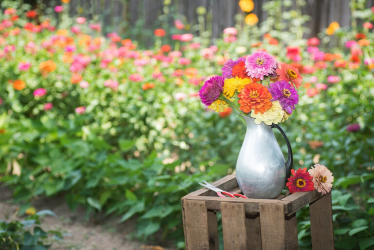 zinnias (featured image)