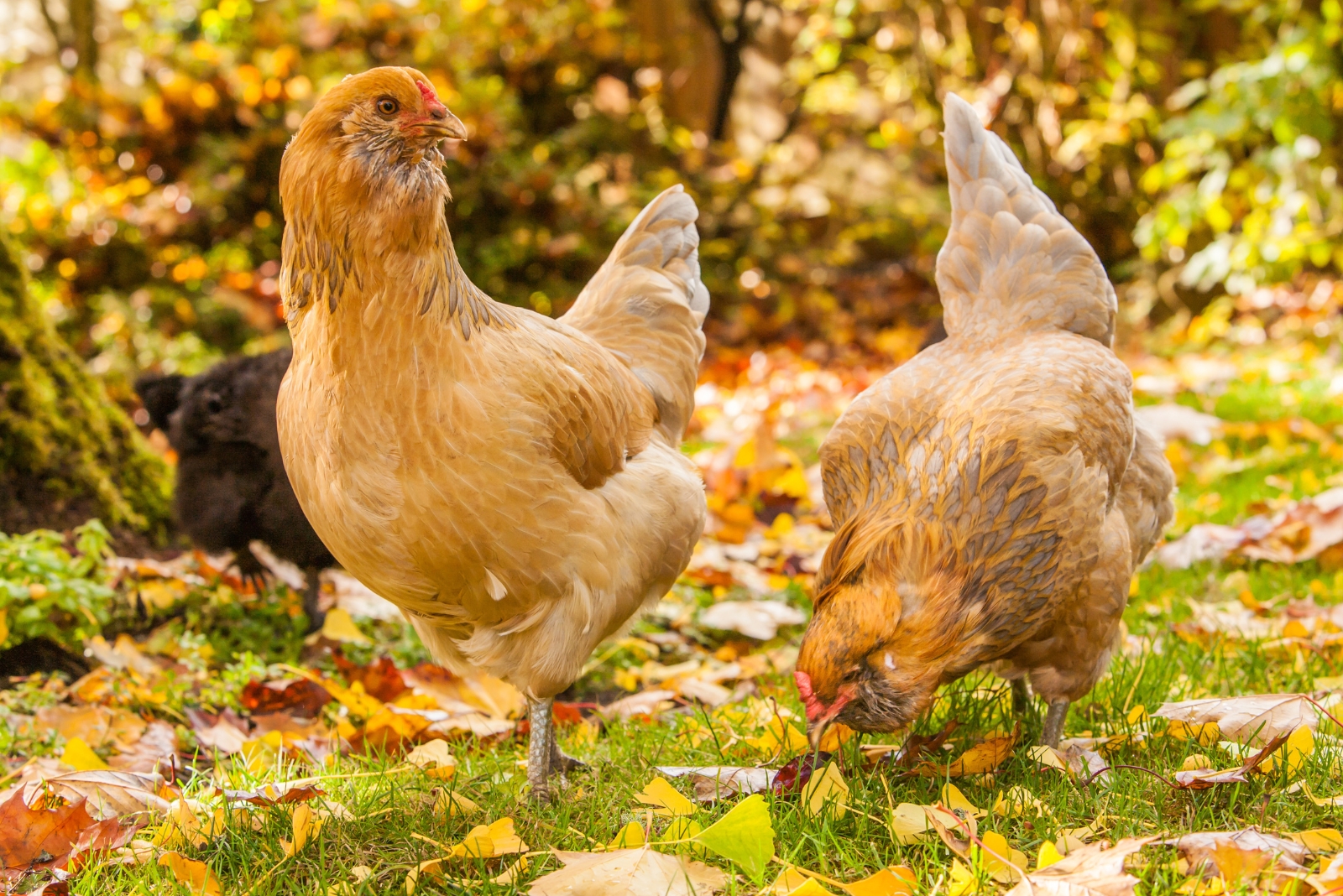 Chickens (featured image)