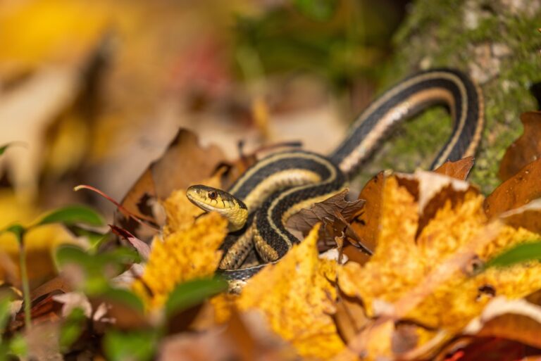 common garter snake