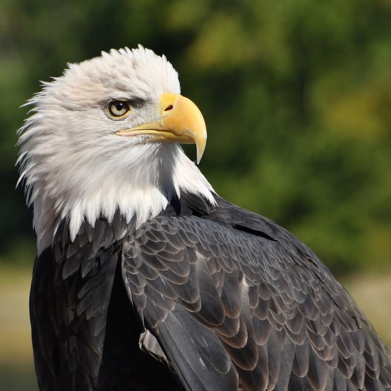 Bald Eagles: America's Symbol On Your Property