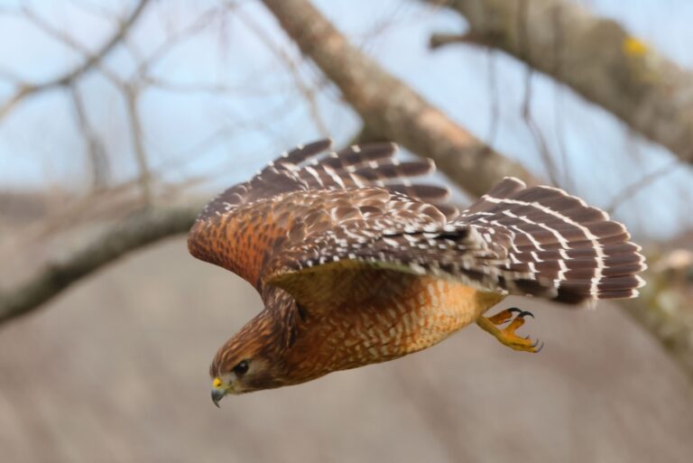 A red-shouldered hawk in flight with wings spread