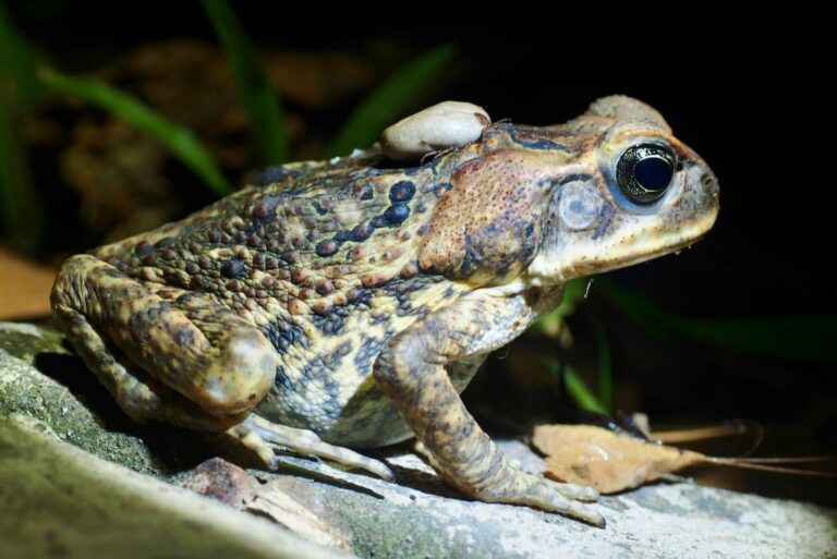 Close-up of a Common American Toad in Natural Habitat