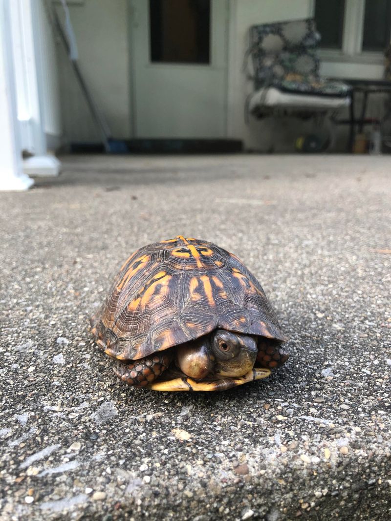 Eastern Box Turtle