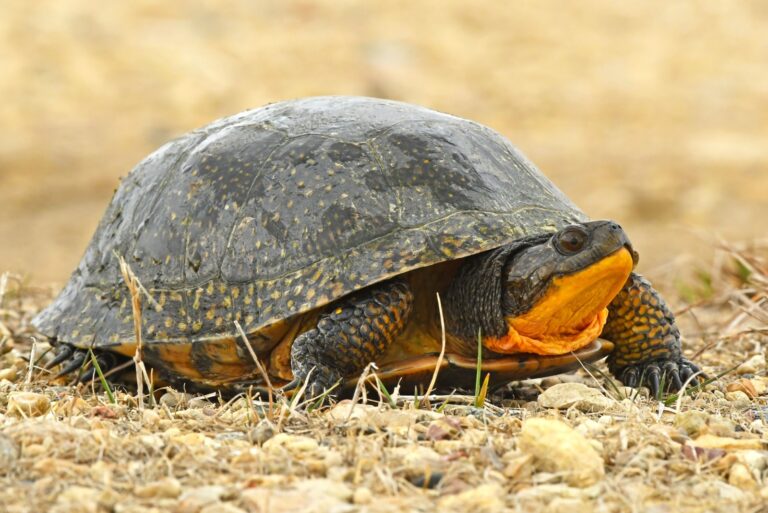 Endangered Blading's Turtle in Wisconsin
