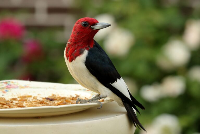 Red-headed Woodpecker