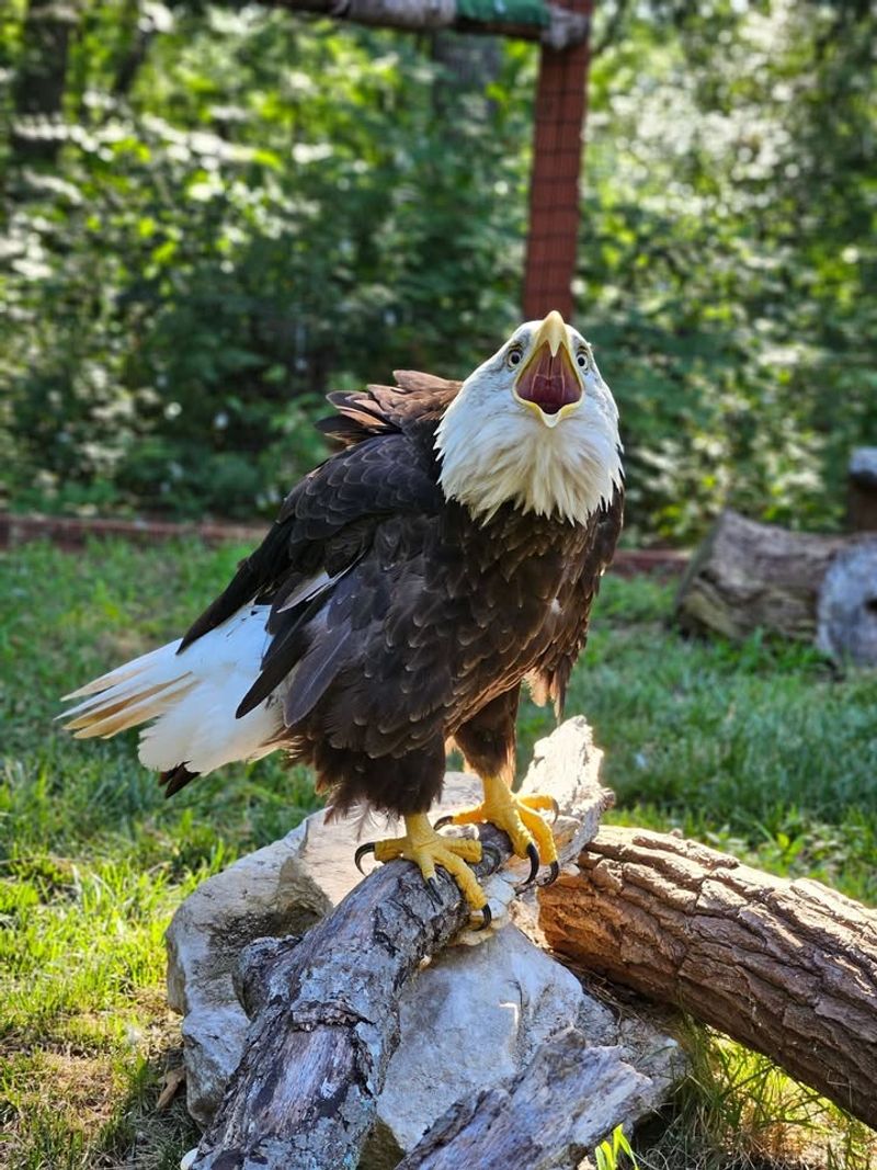 Bald Eagles