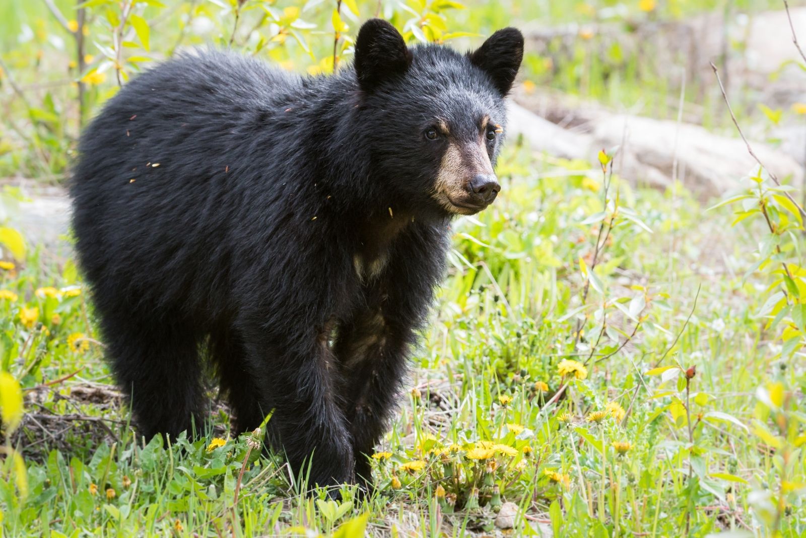 Black bear