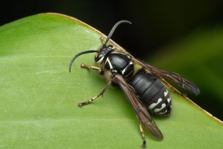 bald faced hornet