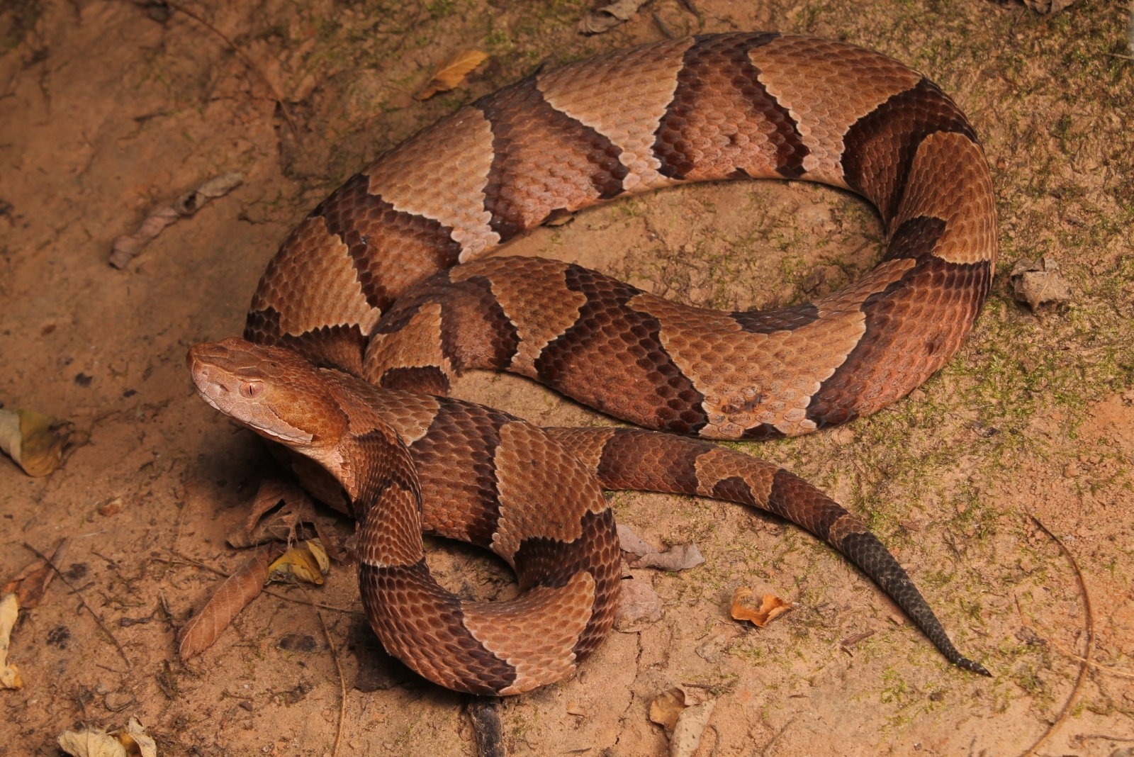 8 Dangerous Venomous Species To Watch For In Virginia
