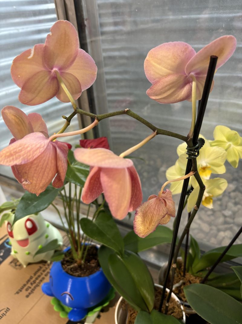 Wait Until Flowers Fully Drop Before Pruning