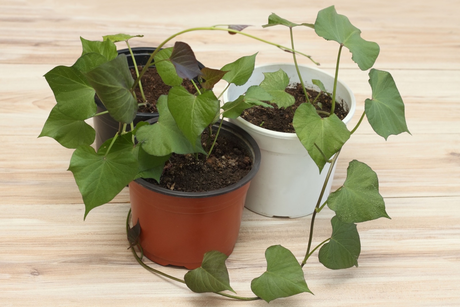 8 Easy Steps To Grow Sweet Potatoes Indoors In Minnesota