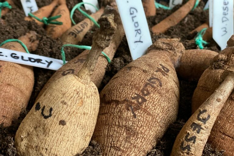 Sorting dahlia tubers