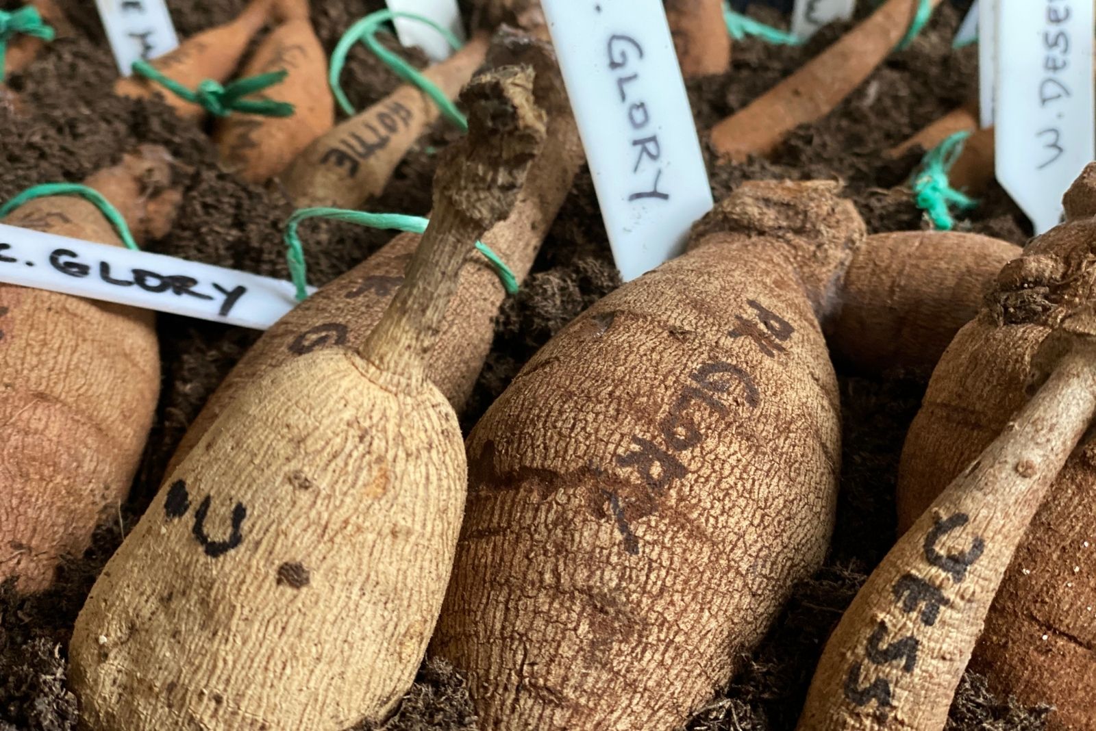 8 Easy Steps To Store Dahlia Tubers Indoors This Fall In Michigan