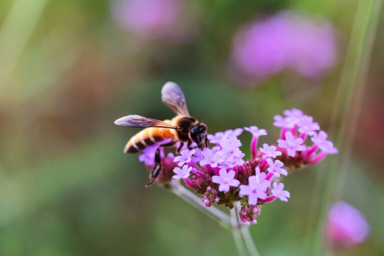 Soft focus Beauty in nature flowers and Bee with Honey in nature pollen flowers.