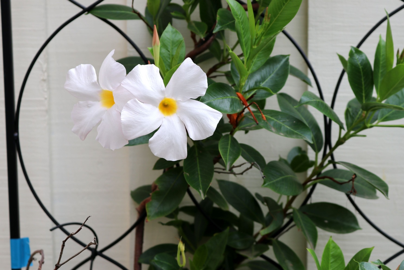 8 Easy Ways To Keep Mandevilla Healthy Through The Winter In Florida