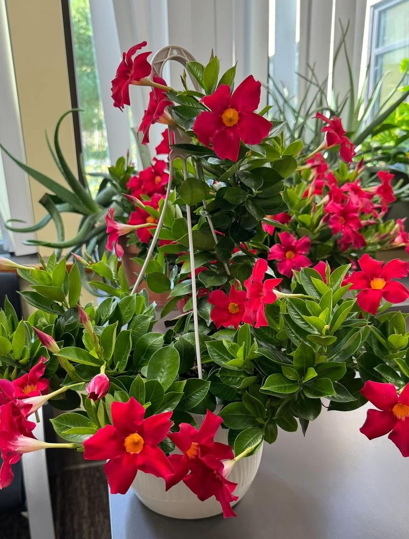 Move Potted Plants To Sheltered Spots