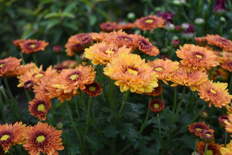 orange and red flowers called Chrysanthemum