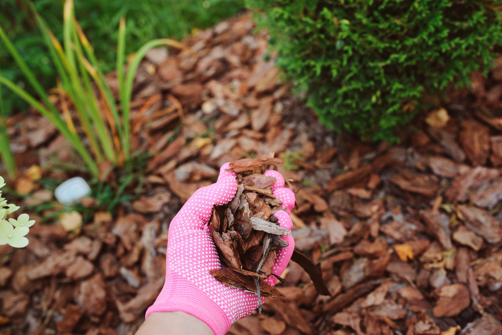 mulch (featured image)