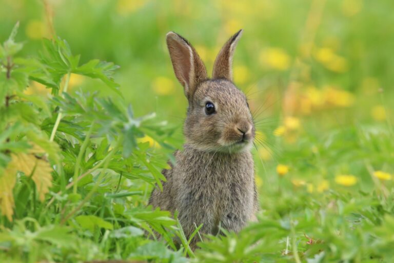 Wild Rabbit