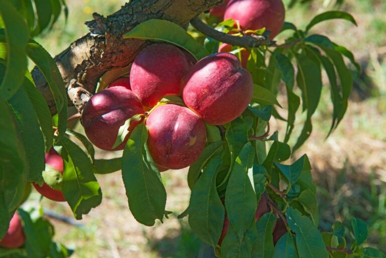 Nectarine tree